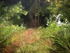 The embankment the Ford Mustang went down. (Photo by CPD-Jim Knoll)