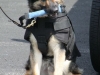 Clarksville Police Service Dogs Badge Presentation. (Photo by CPD-Jim Knoll)