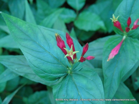 Indian Pink