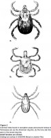 Ticks commonly found in Tennessee