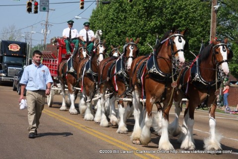 The Budweiser Clydesdales visit Clarksville this week.