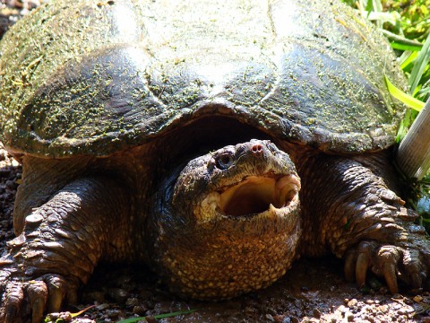 Snapping Turtle, from trap, July 11, 2010 