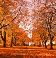 Autumn Trees and Leaves