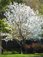A Snow Goose Cherry Tree