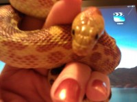Sandy, a Baja Gopher snake owned by Sherry and Donnie Howell