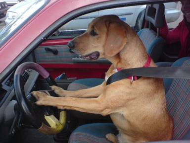 Is your car so dirty that your dog is willing to drive it to the Car Wash for you?