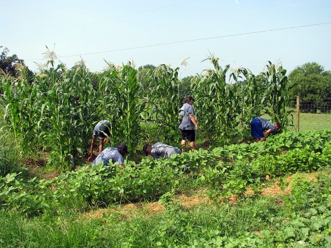 Mission Clarksville Students pulling weeds the APSU Victory garden.