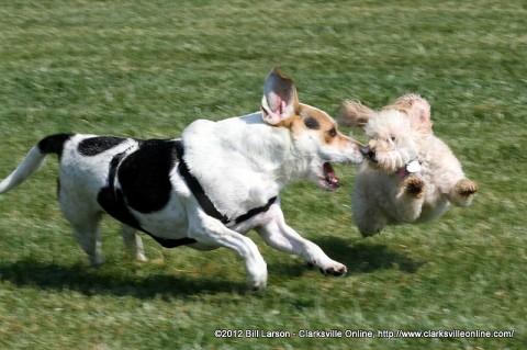 Two dogs enjoy running at the Libery Park Dog Park.
