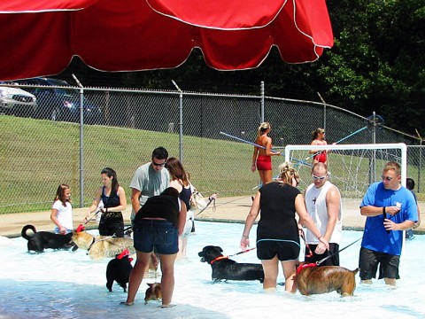 2nd Annual Pooch Pool Party August 11th.