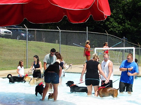 2nd Annual Pooch Pool Party August 11th.