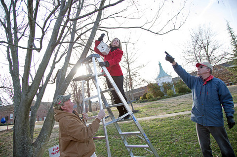 APSU painter Rickey Denton holds a ladder while APSU graduate student Deanna Carter hangs a birdhouse on campus. Dr. Dewey Browder, chair of the APSU Department of History and Philosophy, instructs her where to hang it. (Photo by Beth Liggett/APSU staff). 