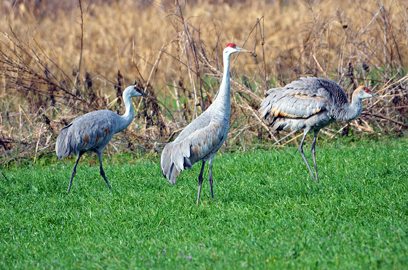 22nd Tennessee Sandhill Crane Festival set for January 19th and 20th