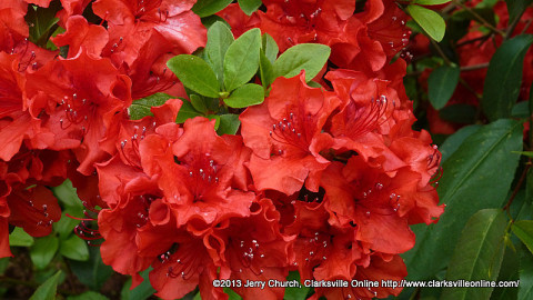 Azaleas in full bloom