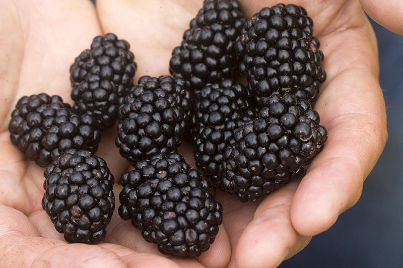 Tennessee Department of Agriculture says Late, Great Blackberry Season