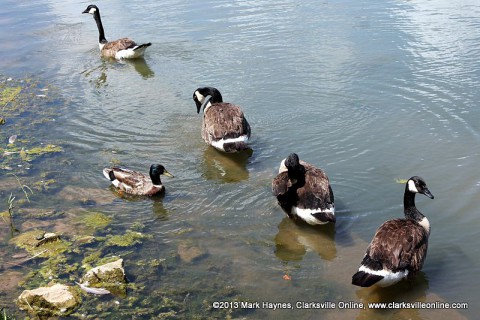 Geese at Dunbar Cave State Park