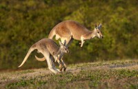 Two of the kangaroos that will be on exhibit at the Nashville Zoo's new Kangaroo Kickabout habitat. (Amiee Stubbs) Two of the kangaroos that will be on exhibit at the Nashville Zoo's new Kangaroo Kickabout habitat. (Amiee Stubbs)