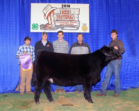 APSU Beef Cattle Show Team's heifer was named Senior Calf Champion at the Dixie National Livestock show.