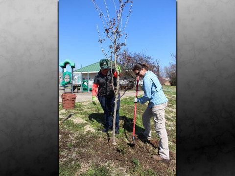 CDE donates trees to Clarksville Parks and Recreation.