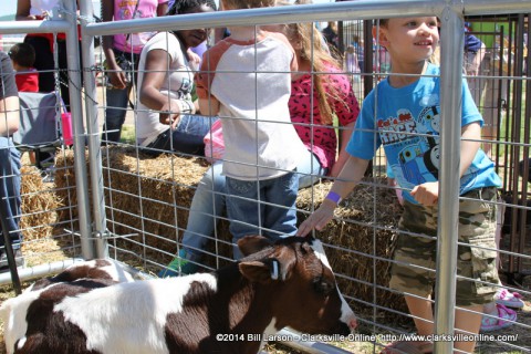 A young boy pets a Holstein heifer calf at the City of Clarksville's 2014 Spring Eggstravaganza
