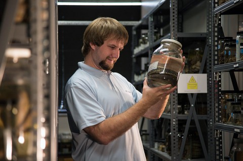 Dustin Owen conducts research in the APSU David H. Snyder Museum of Zoology. (Photo by Taylor Slifko/APSU)