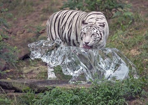 Ice Tiger at Nashville Zoo's 2013 Ice Day event. (Amiee Stubbs) Ice Tiger at Nashville Zoo's 2013 Ice Day event. (Amiee Stubbs)