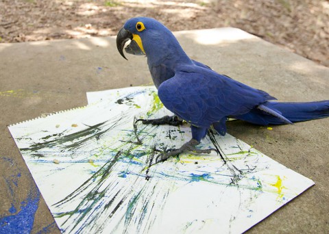 Macaw Painting for the 2014 Wild Impressions Art Auction. (Amiee Stubbs) Macaw Painting for the 2014 Wild Impressions Art Auction. (Amiee Stubbs)