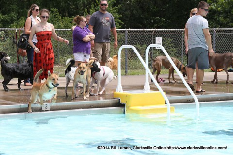 A dog leaps into Swan Lake pool after a ball tossed by his owner during the Clarksville Department of Parks and Recreation’s Doggie Pool Party.