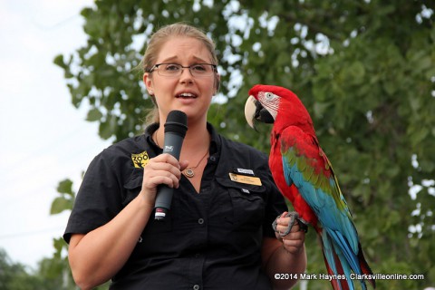 "Elmo" the green wing Macaw