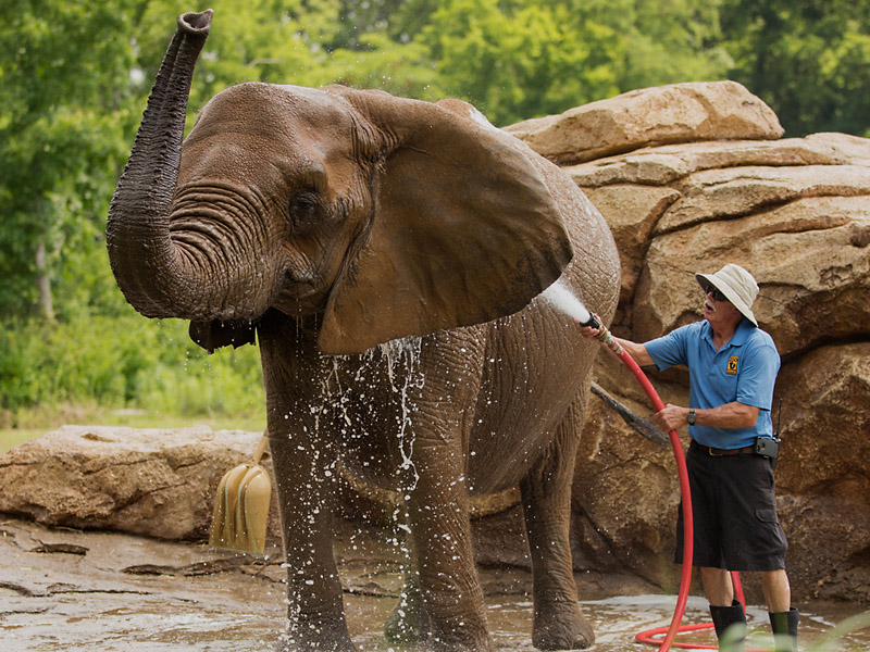 nashville zoo teams with kroger for buy one get one free is kroger open on christmas day