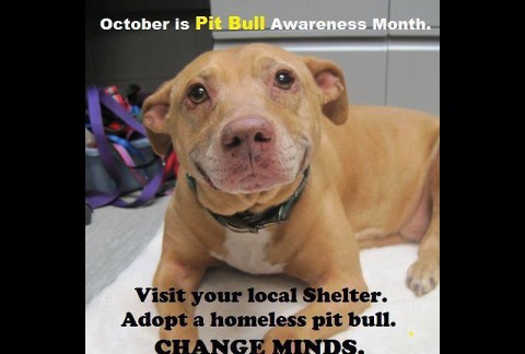 Pit Bull Awareness Day