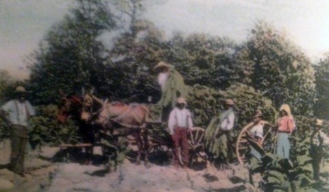 Cutting and Hauling Tobacco, Clarksville, Tennessee