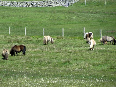 Shetland ponies. (Sean Hogan)
