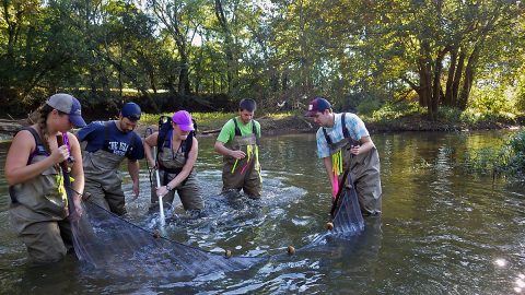 APSU Field Biology graduate student Joshua Stonecipher has received three grants to study the darter fish that lives in tributaries of the Cumberland River.