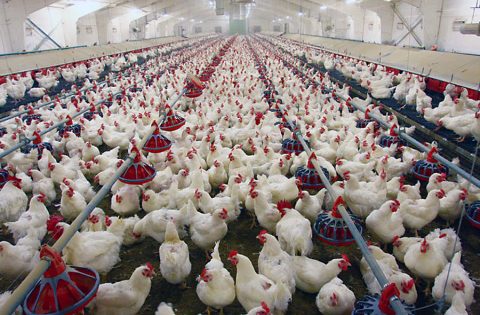 H7N9 highly pathogenic avian influenza (HPAI) detected at a commercial poultry farm in Lincoln County, Tennessee on March 4th. H7N9 highly pathogenic avian influenza (HPAI) detected at a commercial poultry farm in Lincoln County, Tennessee on March 4th.