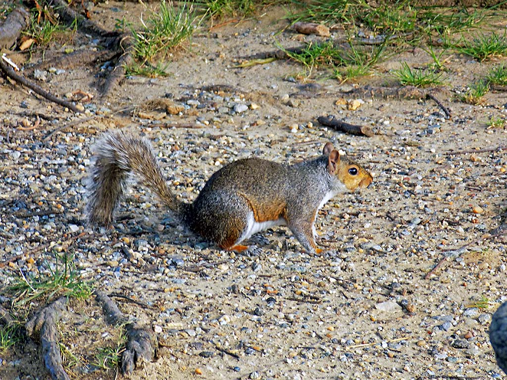 LBL's Early Squirrel Season Begins May 13th Clarksville, TN Online