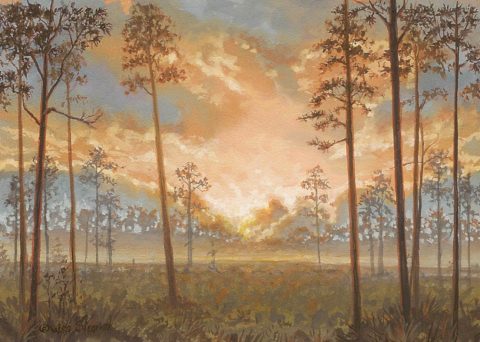 Pinelands Sunrise