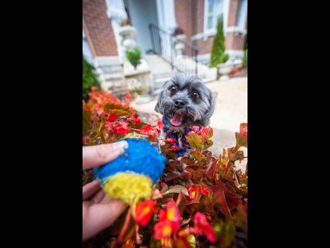 Yahtzee, the first dog at APSU, plays in the yard at Archwood.