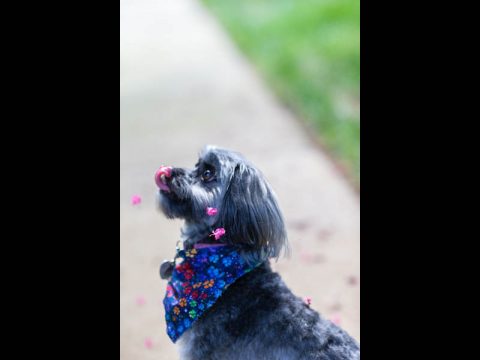 Yahtzee is sprinkled with flower petals.