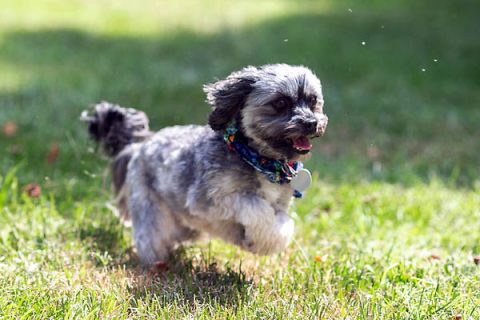 Yahtzee chases a ball.