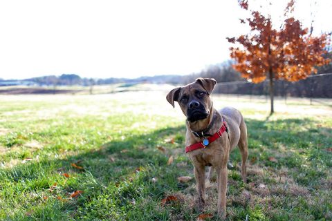 Clarksville Parks and Recreation has attendant onsite to control access while work continues on King’s Run Bark Park gate.