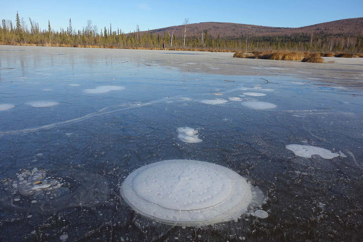 Methane bubbles up from the thawed permafrost at the bottom of the thermokarst lake through the ice at its surface