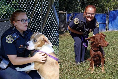 (L to R) Cole and Wolfy are available now at Montgomery County Animal Care and Control.