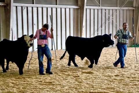 Colton Hudgins and Dr. Rod Mills during a recent beef show. 