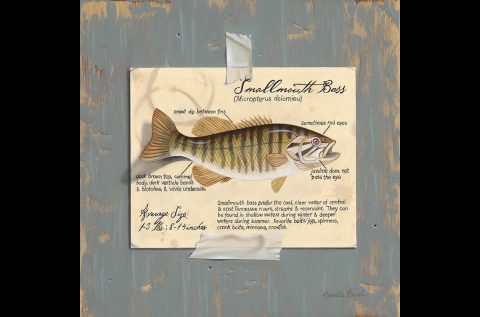 Camille Engel - Smallmouth Bass Oil Painting