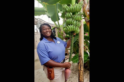 APSU graduate Khadejah Scott is working at Epcot's greenhouses.