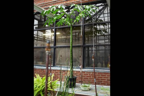 Austin Peay State University's towering corpse flower plant should bloom in four to six years. (APSU)