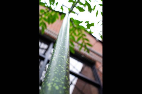 Austin Peay State University's corpse flower plant grew several feet between August and December. (APSU)