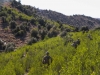 Soldiers assigned to Company C, 3rd Battalion, 187th Infantry Regiment, 3rd Brigade Combat Team “Rakkasans,” 101st Airborne Division (Air Assault), conduct a patrol in search of signs of insurgent activity in the mountains near Combat Outpost Bowri Tana, Afghanistan, Nov. 30th, 2012. (U.S. Army photo by Sgt. 1st Class Abram Pinnington, Task Force 3/101 Public Affairs)