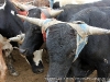 Two of the steers that will challenge the Cowboys at the 2009 Kiwanis Club Rodeo