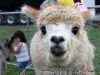 a Llama at the Petting zoo during the 2009 Kiwanis Club Rodeo